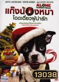 Alone for Christmas แก๊งน้องหมาโดดเดี่ยวผู้น่ารัก