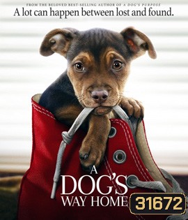 A Dog's Way Home (2019) เพื่อนรักผจญภัยสี่ร้อยไมล์