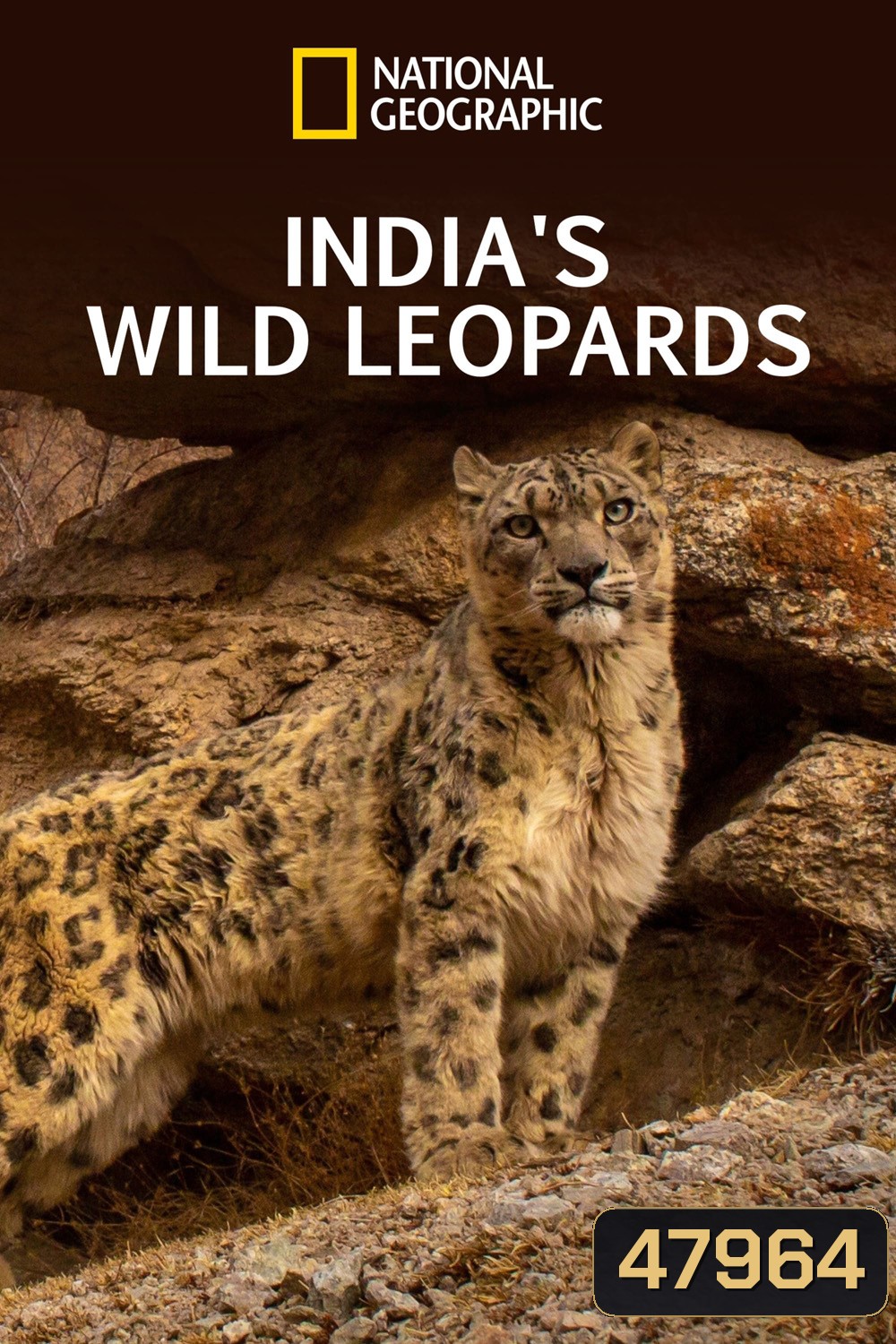 India's Wild Leopards (2020) เสือดาวป่าแห่งอินเดีย