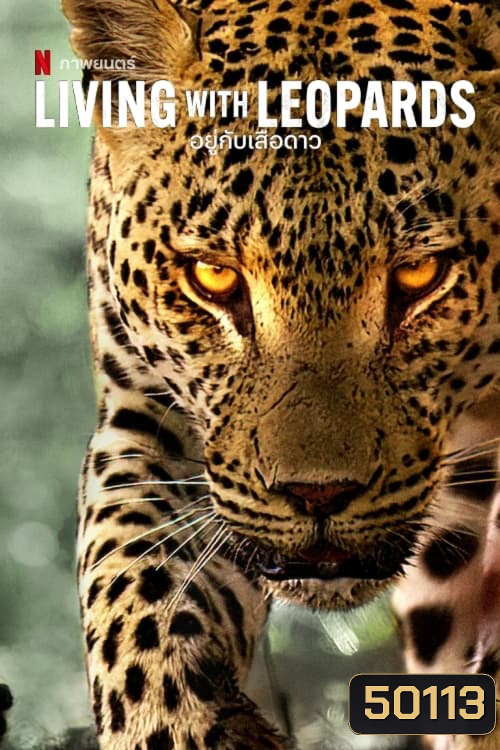 Living with Leopards (2024) อยู่กับเสือดาว